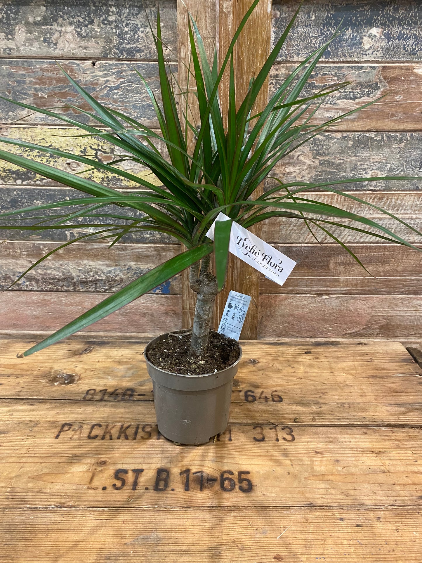 Dracaena ou Dragonnier de Madagasca