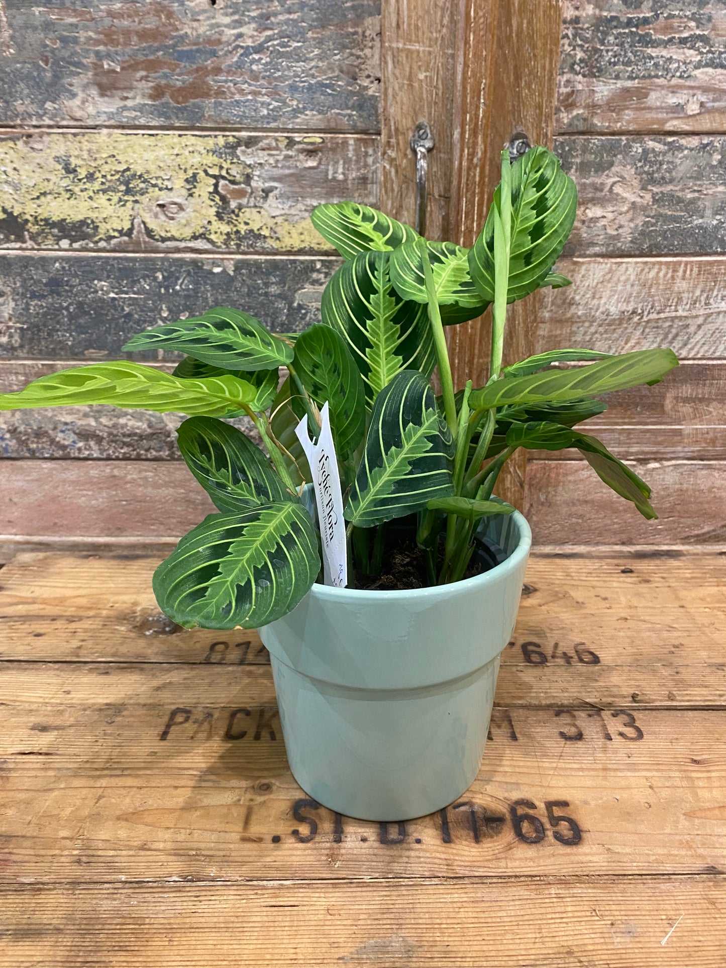 Maranta Lemon Lime ou plante dormeuse