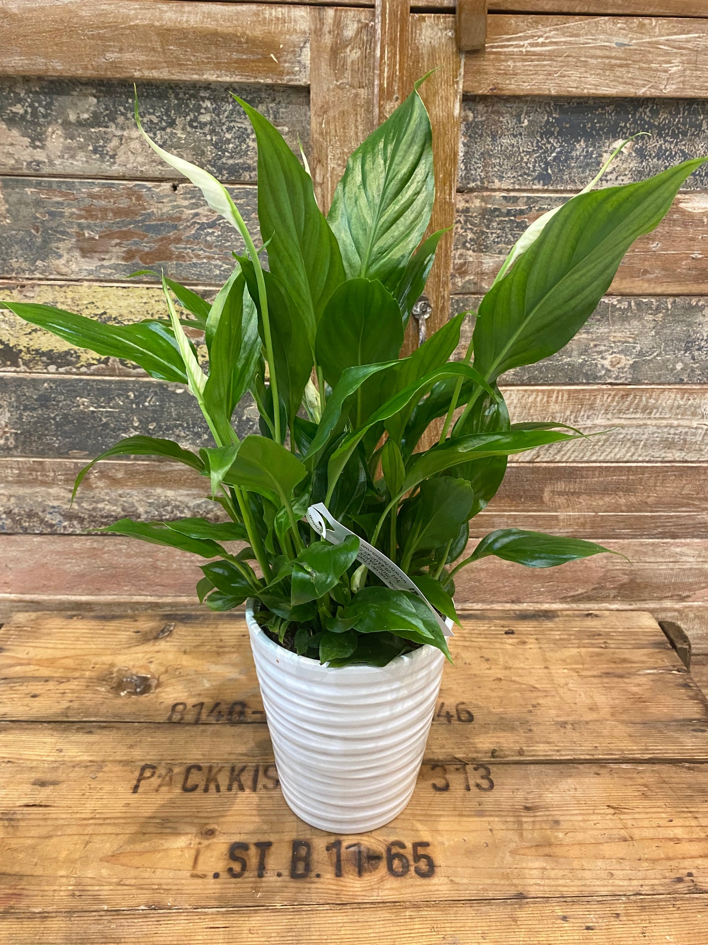 plante fleurie lis de la paix