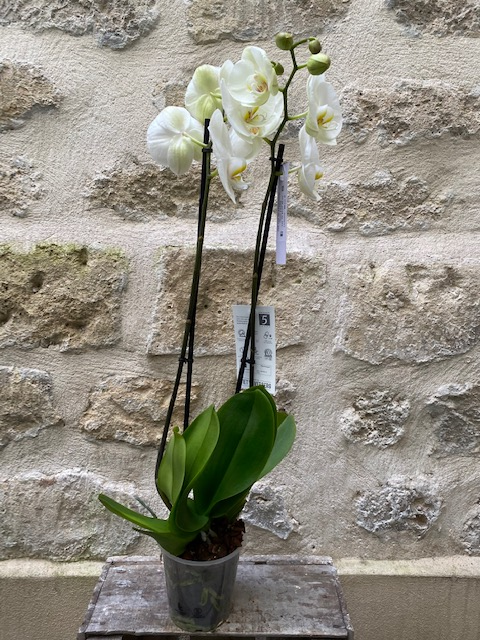 Orchidée Phalaénopsis blanc
