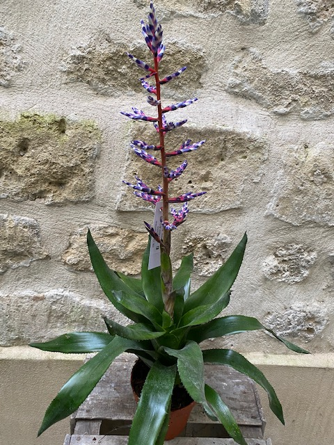 Aecmea Blue Rain Bromelia