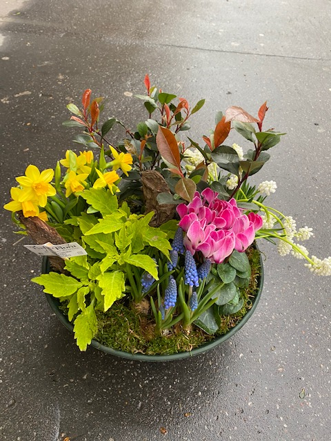 Coupe de plantes de saison pour le cimetière, la maison ou pour offrir