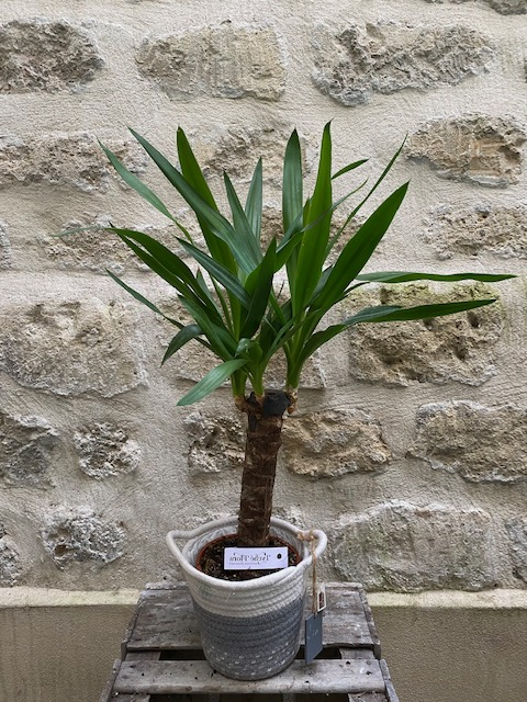 Plante Yucca avec son panier ou son cache pot