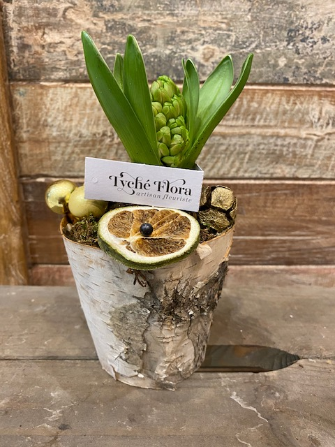 Composition de jacinthe cultivée en France dans un contenant en écorse de bois avec décoration de fête, noël