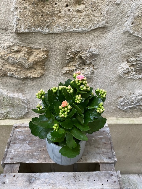 Kalanchoé avec cache pot
