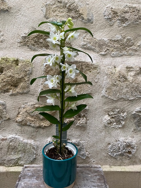 Orchidée Dendrobium blanc avec cache pot