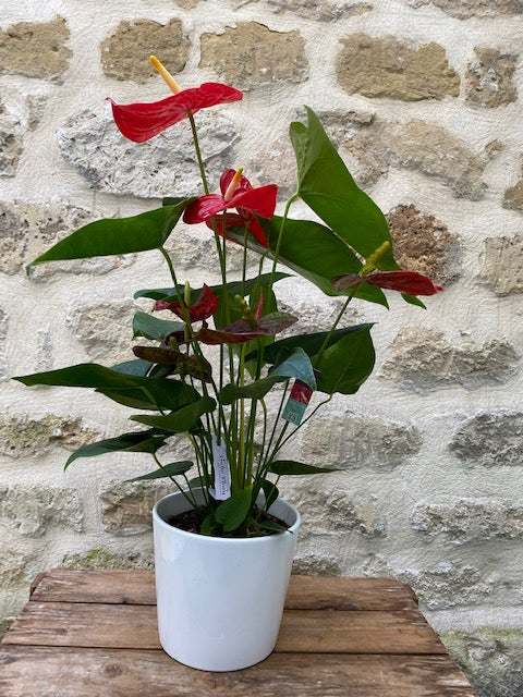 Anthurium Rouge avec cache pot