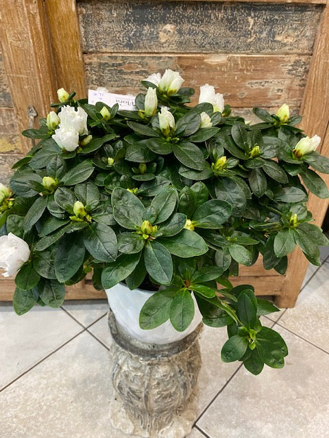 Azalée Japonica Rhododendron blanche
