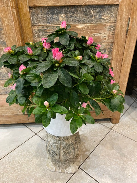 Azalée Japonica Rhododendron Rose