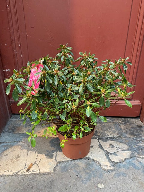 Azalée Japonica Rhododendron