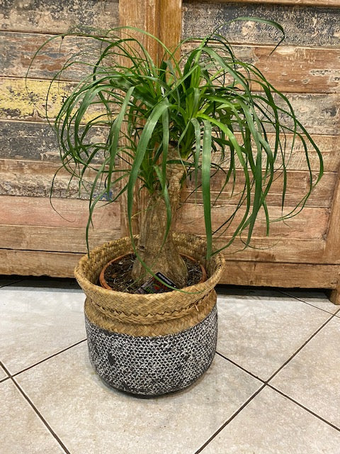 Beaucarnea ou Pied d'Eléphant avec panier