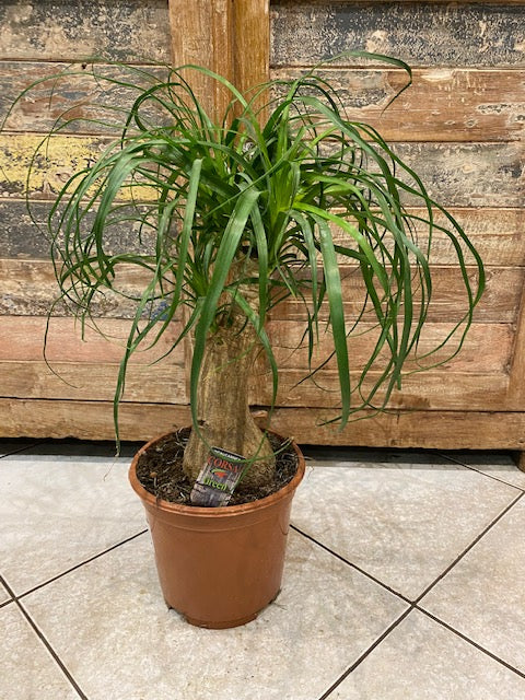 Beaucarnea ou Pied d'Eléphant