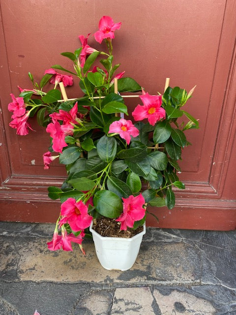 Plante Dipladénia idéal pour les endroits très ensoleillé nécessitant peu d'arrosage couleur rose soutenu