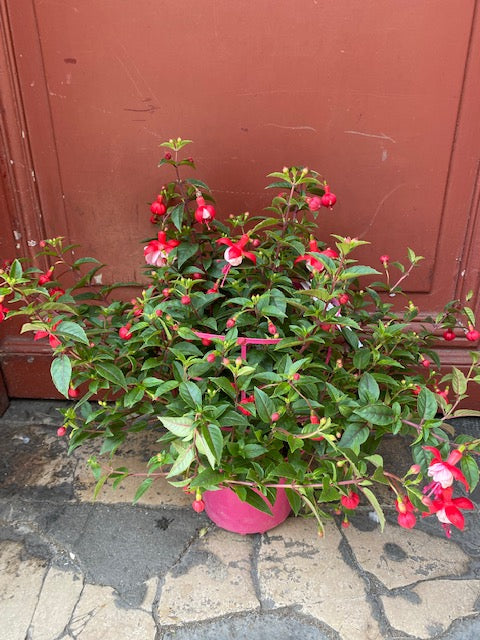 Plante Fushia cultivée en France idéal pour endroit ombragé