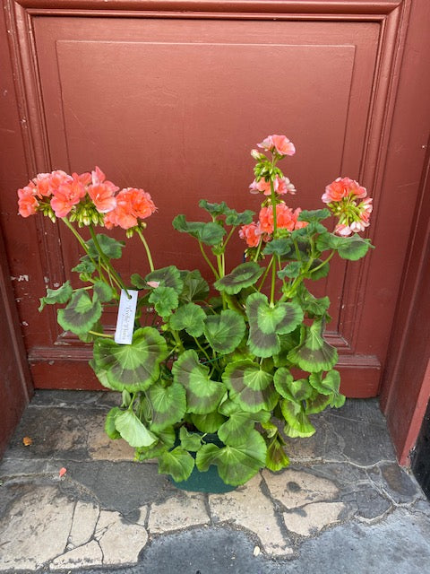 Plante géranium pour endroit ensoleillé couleur saumon