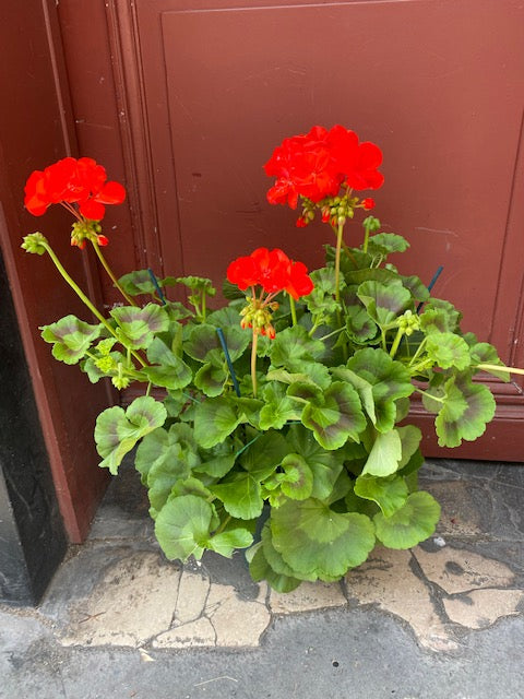 Plante géranium pour endroit ensoleillé couleur rouge