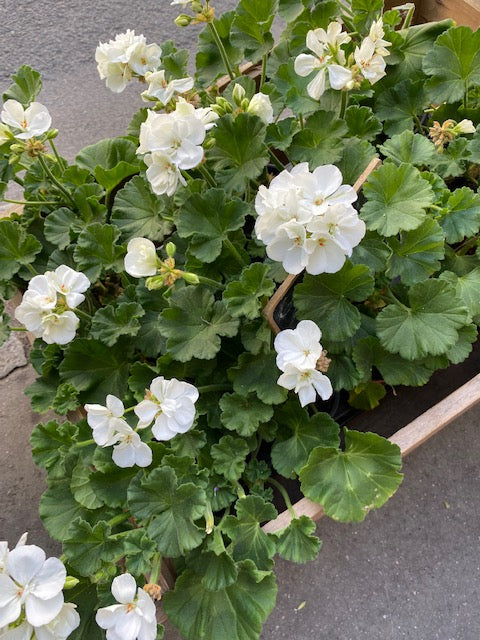 Plante géranium pour endroit ensoleillé couleur blanc