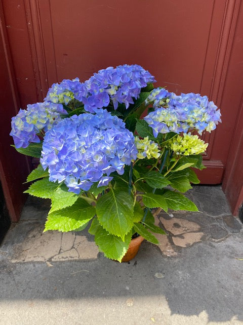 Plante Hortensia ou hydrangea cultivée en France idéal pour endroit ombragé