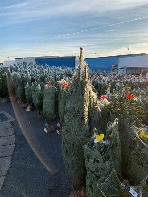 Sapin de noël Nordman