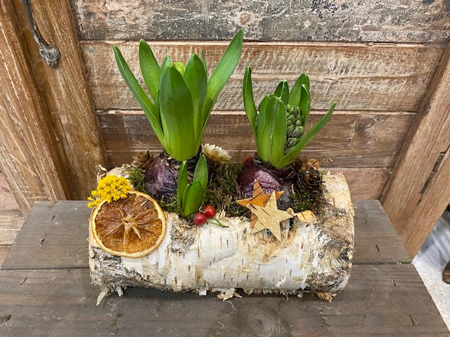 Composition de jacinthes cultivées en France dans une buche en bois avec décoration de fête, noël