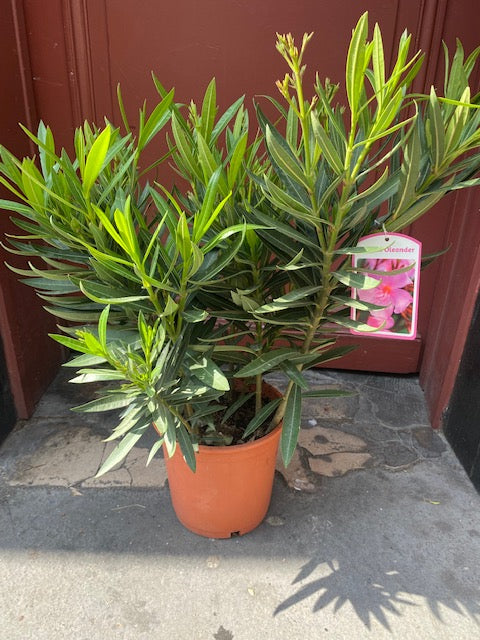 Plante Laurier rose idéal pour un endroit ensoleillé