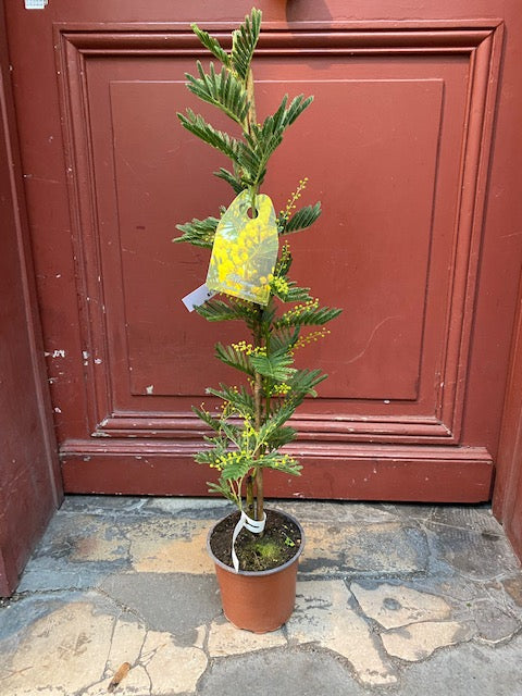 Plante Mimosa