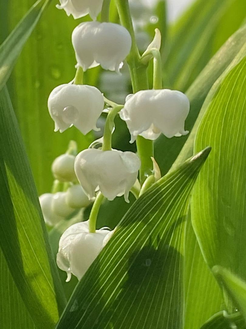 Muguet français en pot cultivé en région parisienne en circuit court