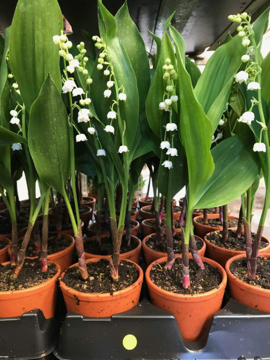 Muguet français en pot cultivé en région parisienne en circuit court
