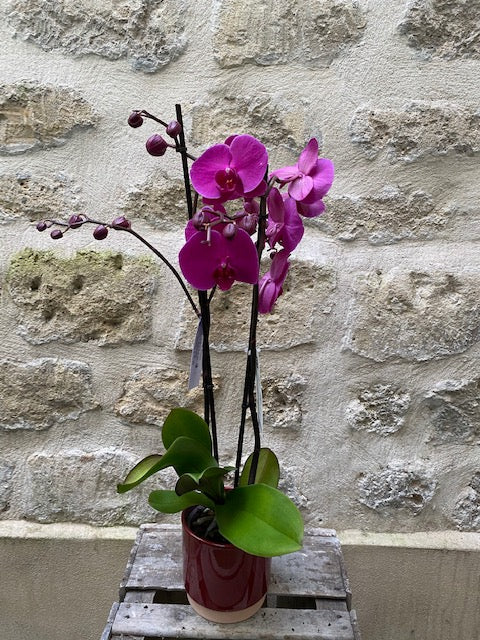 Orchidée Phalaénopsis fushia avec cache pot