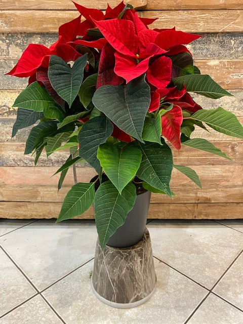 Pointesia ou étoile de noël cultivé en France avec cache pot