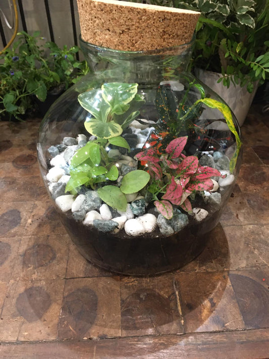 Terrarium de minis plantes d'intérieur réalisé de manière artisanal par nos soins