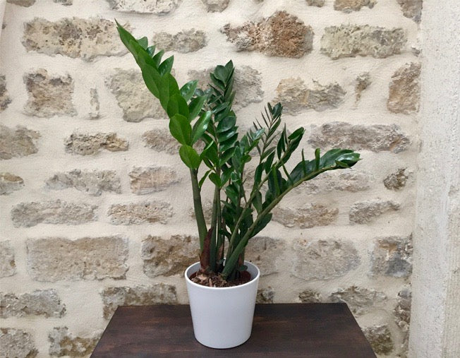 Plante Zamioculcas ou plante ZZ très facile d'entretien