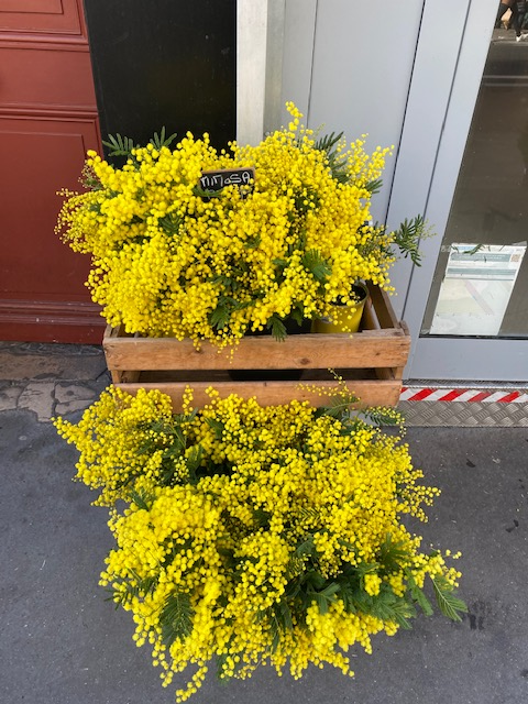 Bouquet de mimosa français Var