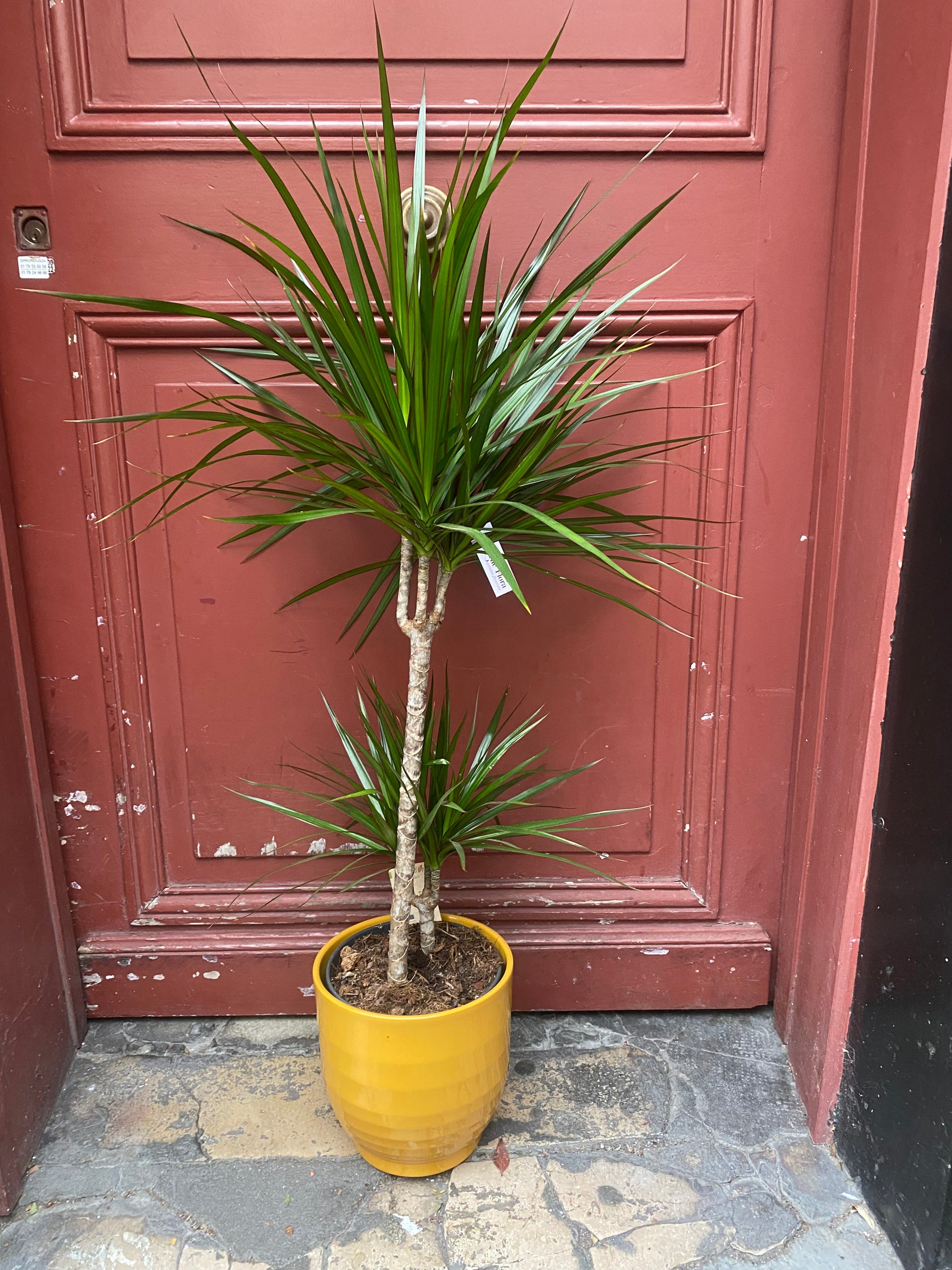 dracaena fleurs Dracaena ou Dragonnier de Madagasca