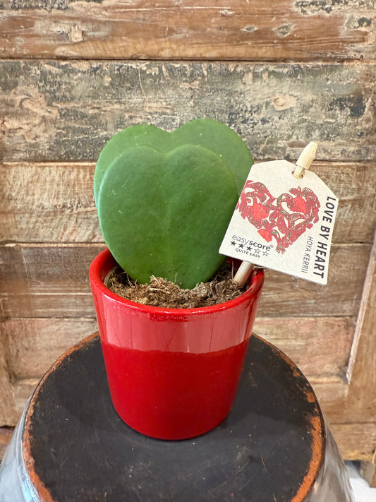 Hoya en forme de coeur