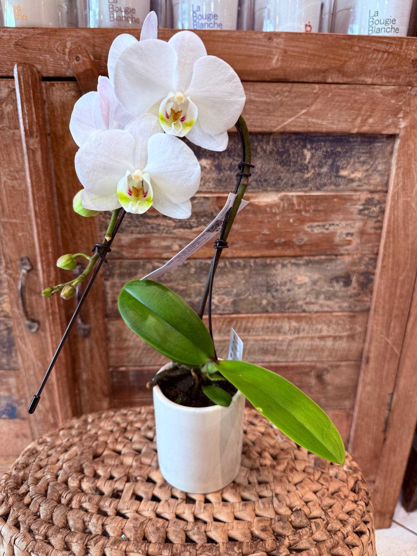 Mini Orchidée Phalénopsis 1 tiges