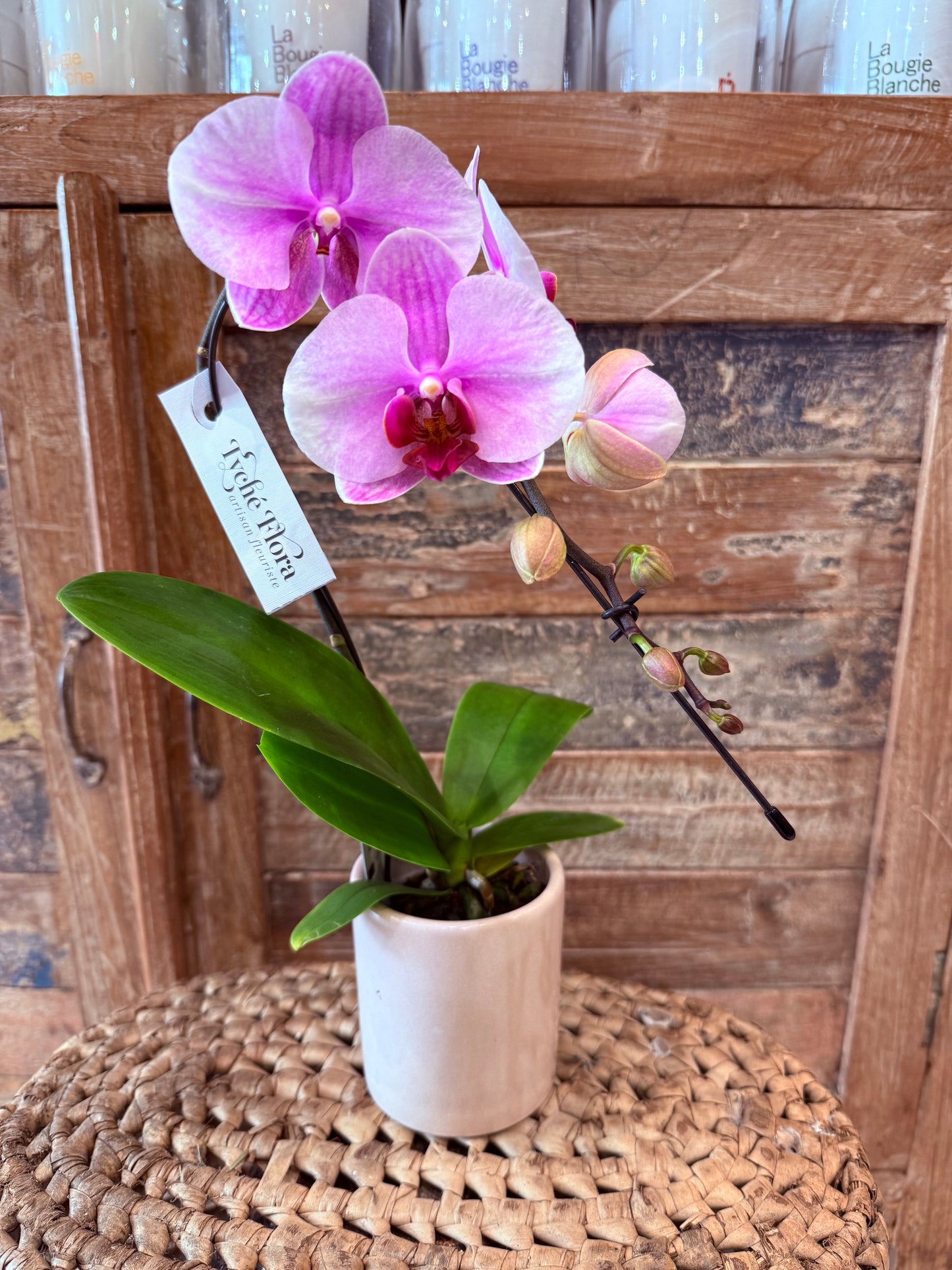 Mini Orchidée Phalénopsis 1 tiges