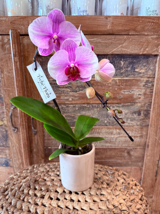 Mini Orchidée Phalénopsis 1 tiges