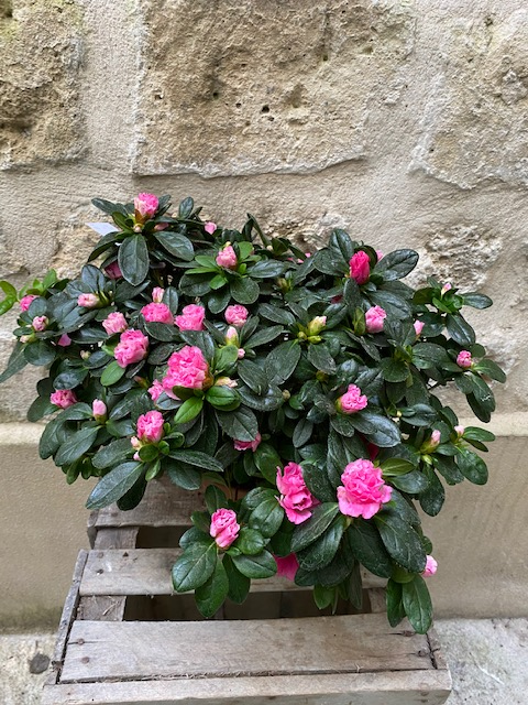 Azalée Japonica Rhododendron Rose