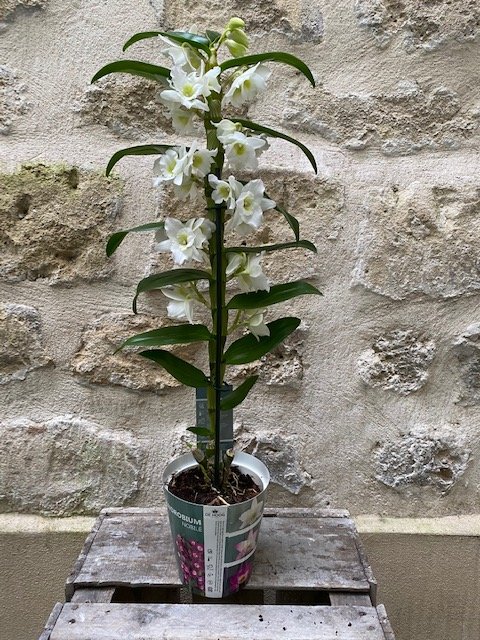 Orchidée Dendrobium blanc