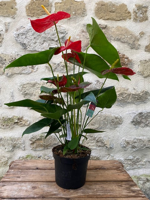 anthurium rouge exterieur Anthurium – Tyché Flora Artisan fleuriste