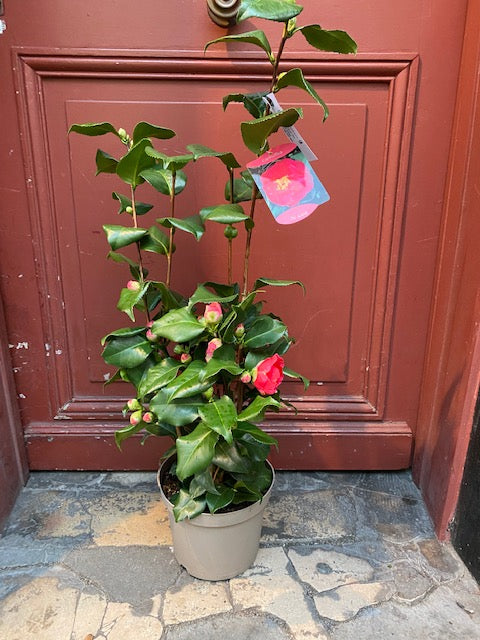 Camélia Rhododendron