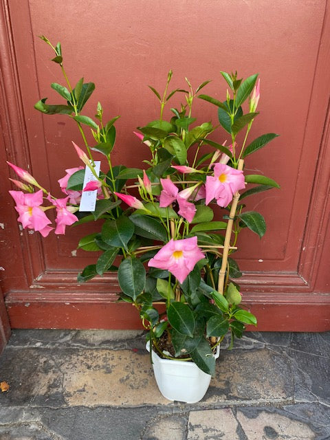 Plante Dipladénia idéal pour les endroits très ensoleillé nécessitant peu d'arrosage couleur rose