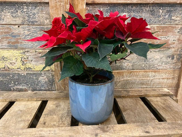 Pointesia ou étoile de noël cultivé en France avec cache pot