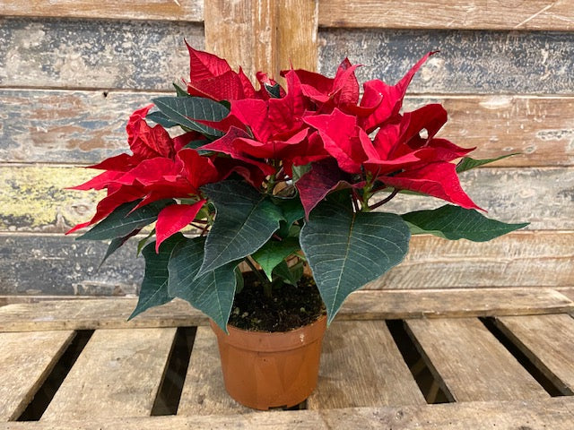 Pointesia ou étoile de noël cultivé en France