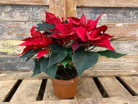 Pointesia ou étoile de noël cultivé en France