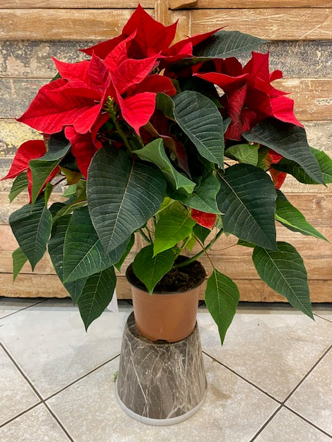 Pointesia ou étoile de noël cultivé en France