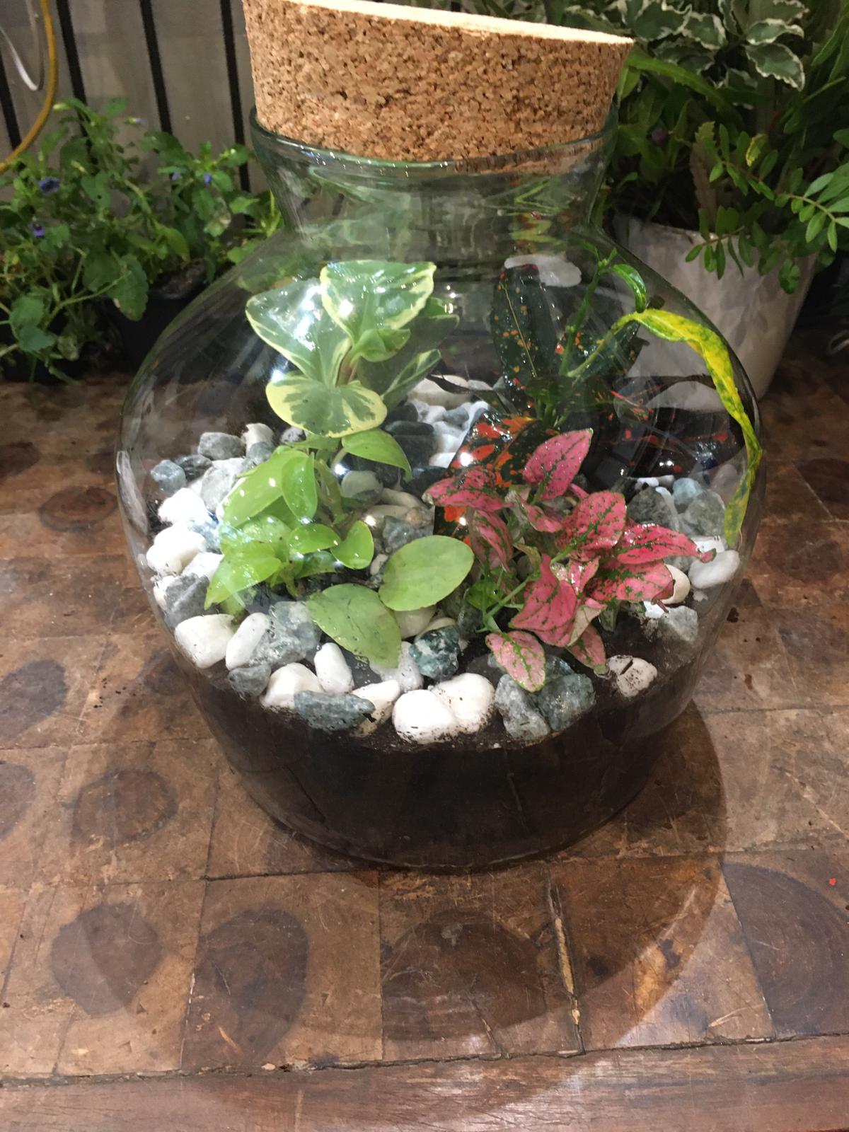 Terrarium de minis plantes d'intérieur réalisé de manière artisanal par nos soins