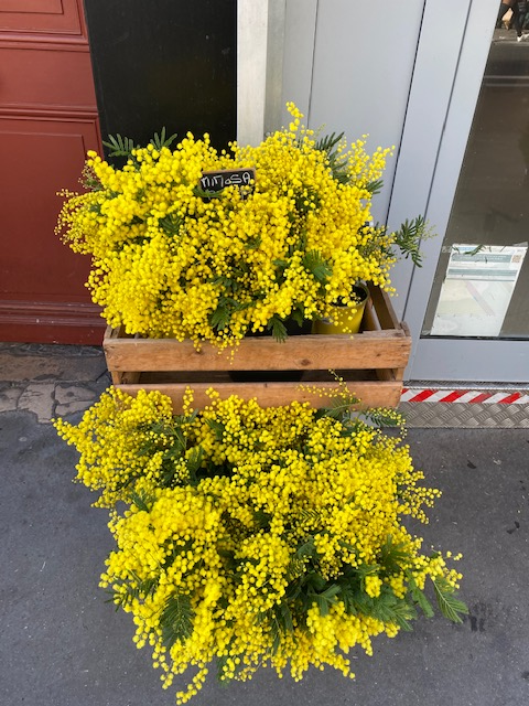 Bouquet de mimosa français Var 