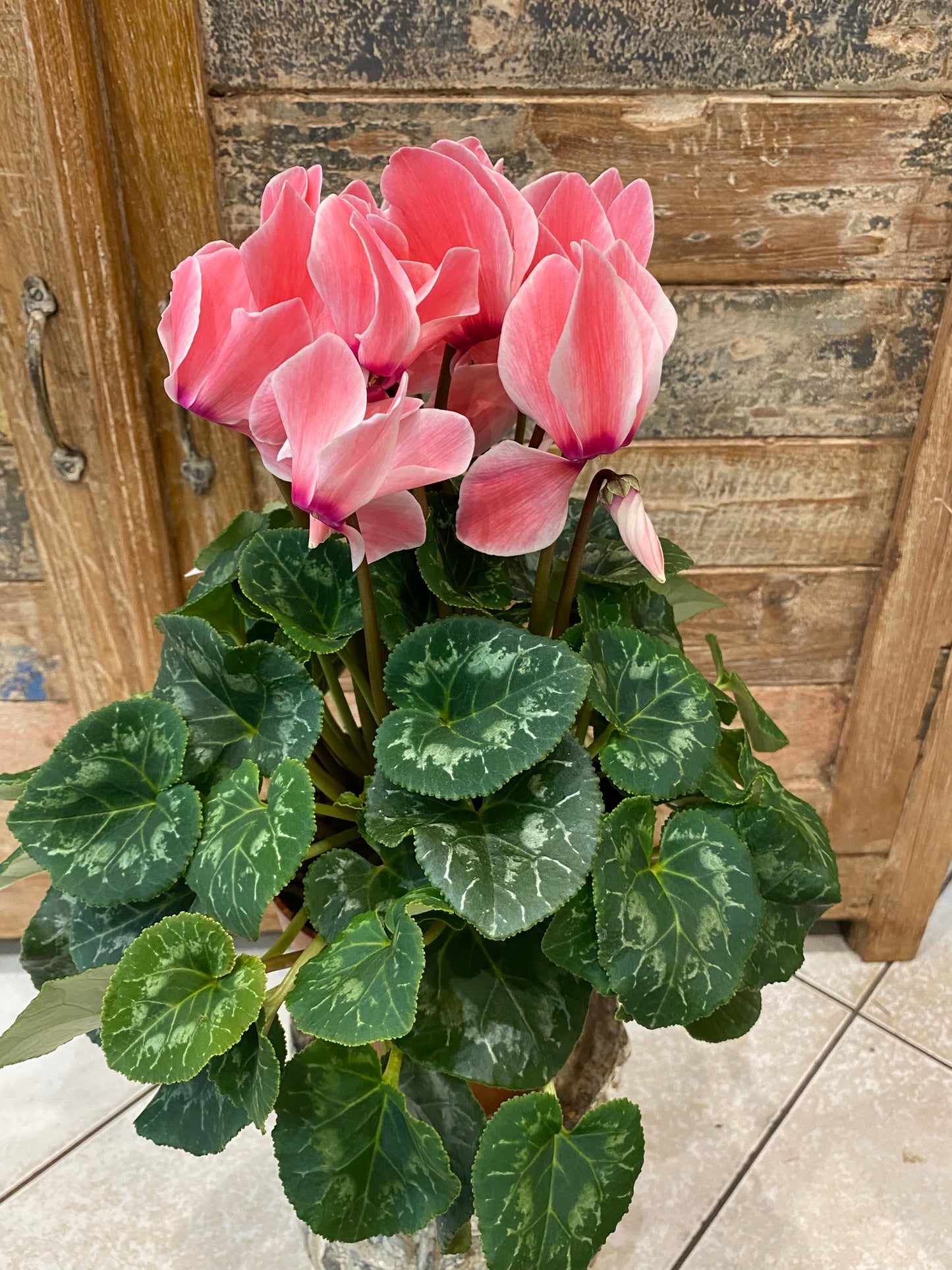 Cyclamen de production française couleur saumon